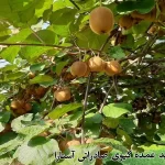 راهنمای خرید عمده کیوی صادراتی آستارا