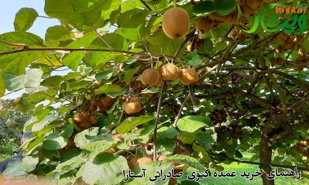 راهنمای خرید عمده کیوی صادراتی آستارا
