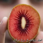 قیمت خرید کیوی پیوندی تو سرخ در آمل