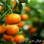 قیمت و خرید نارنگی تمپل در تهران